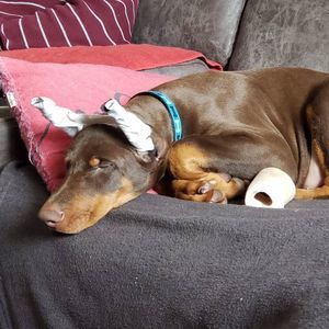 Meet your Posher, Anne